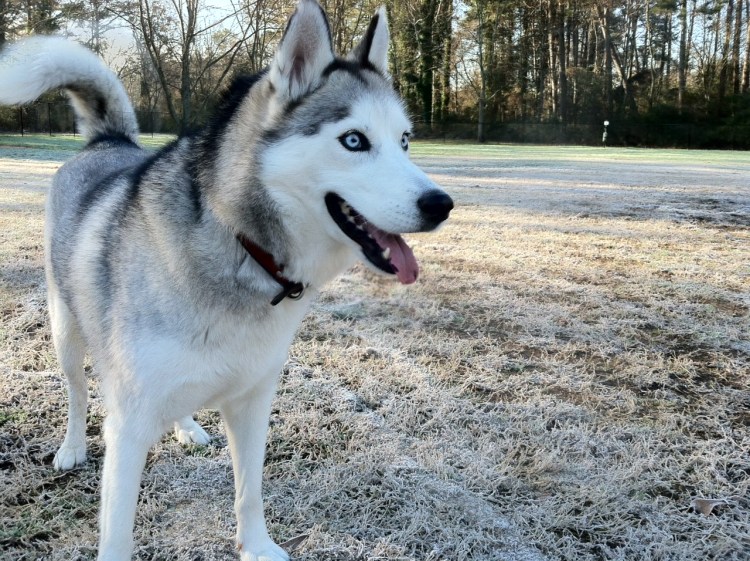 Бритый хаски