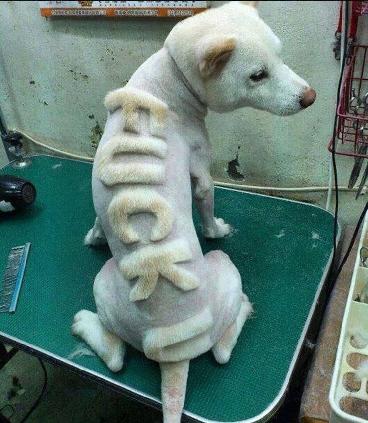 Опасно хаски