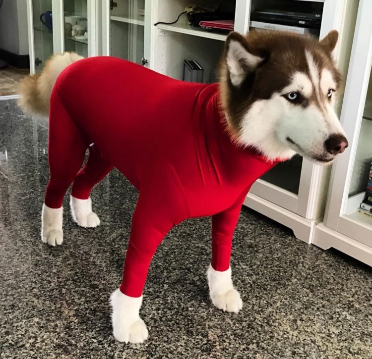 Стрижка хаски