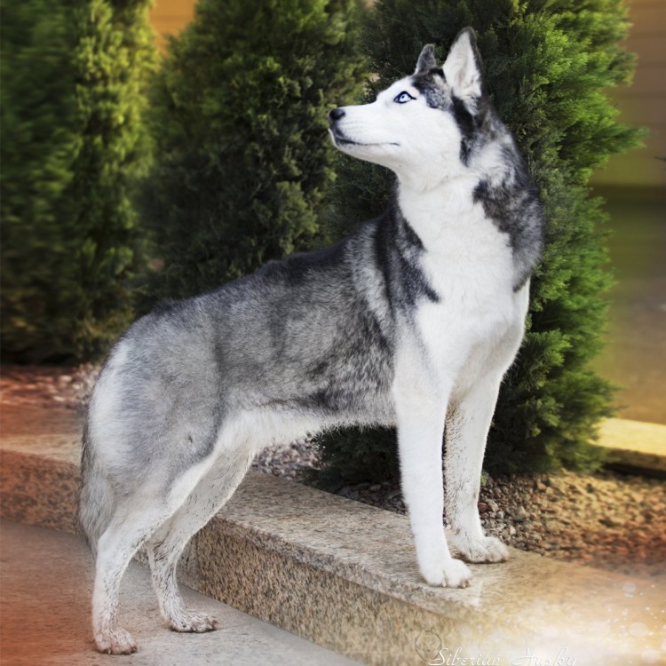 Подстриженная хаски