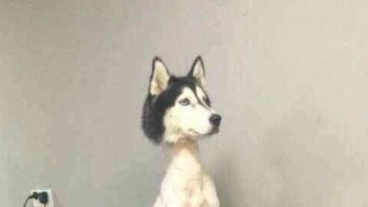 Плешивая хаски