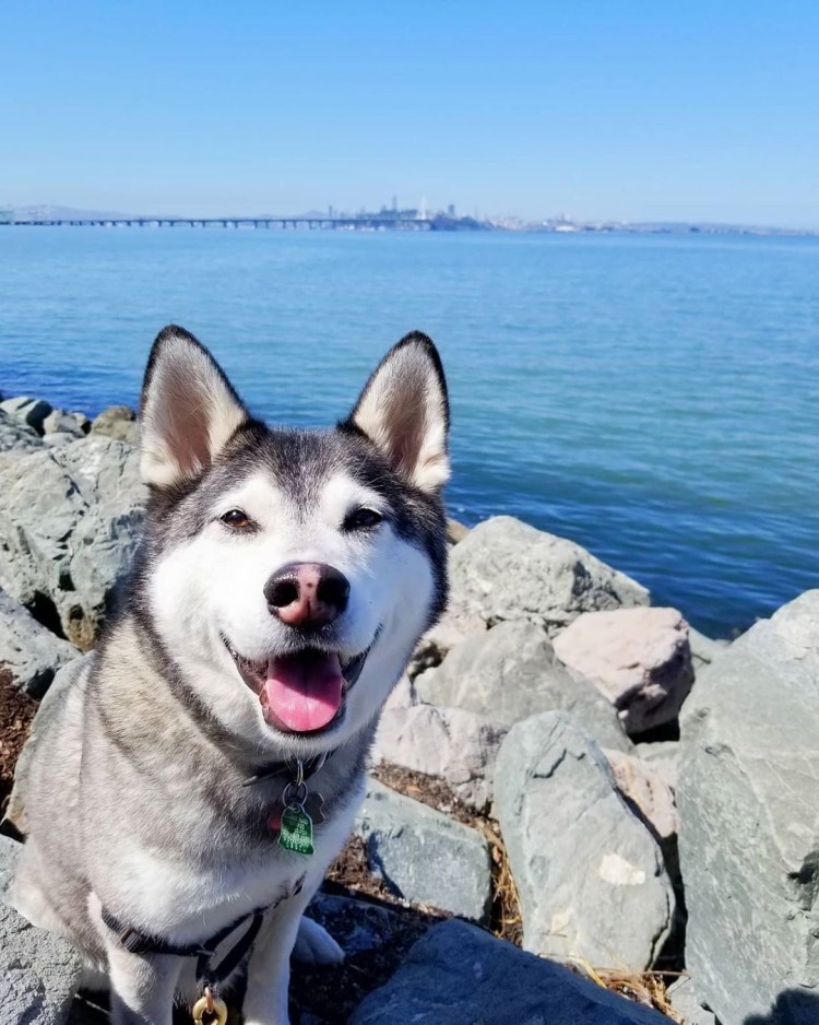 Побритая хаски