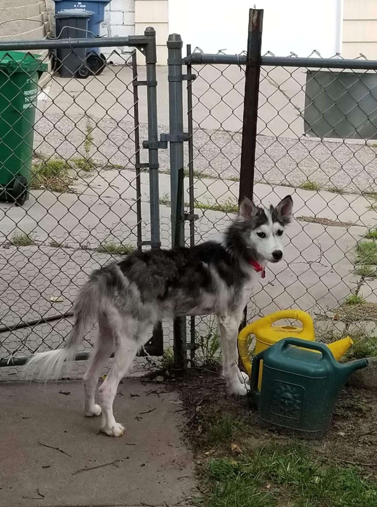 Смешные стрижки собак