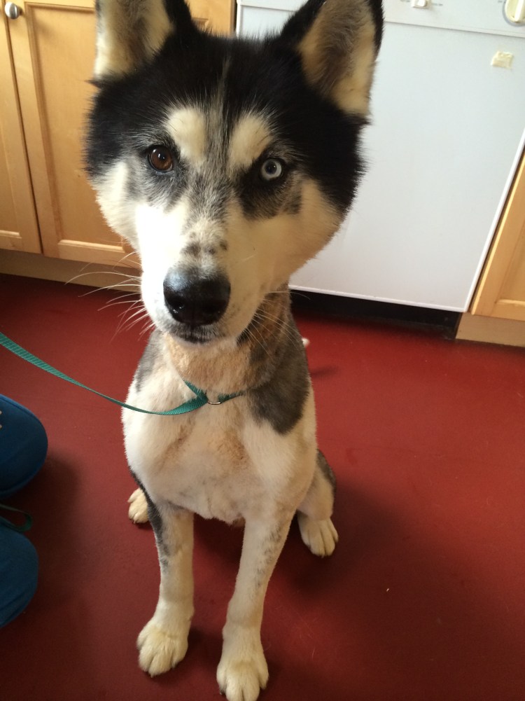 Подстриженная хаски