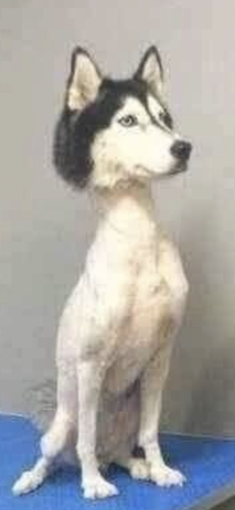 Лысый самоед лайка