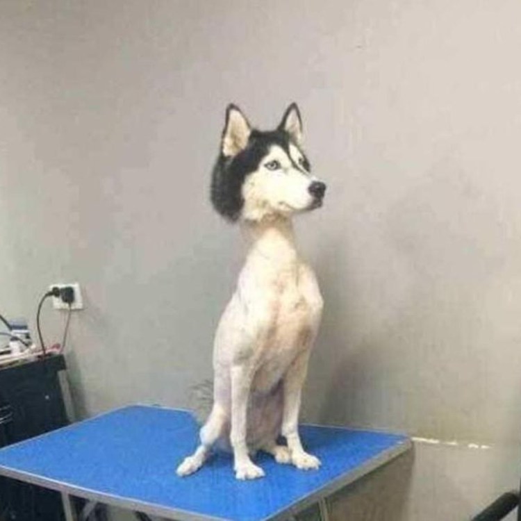 Хаски без шерсти фото