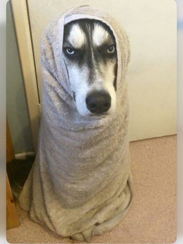 Стрижка хаски