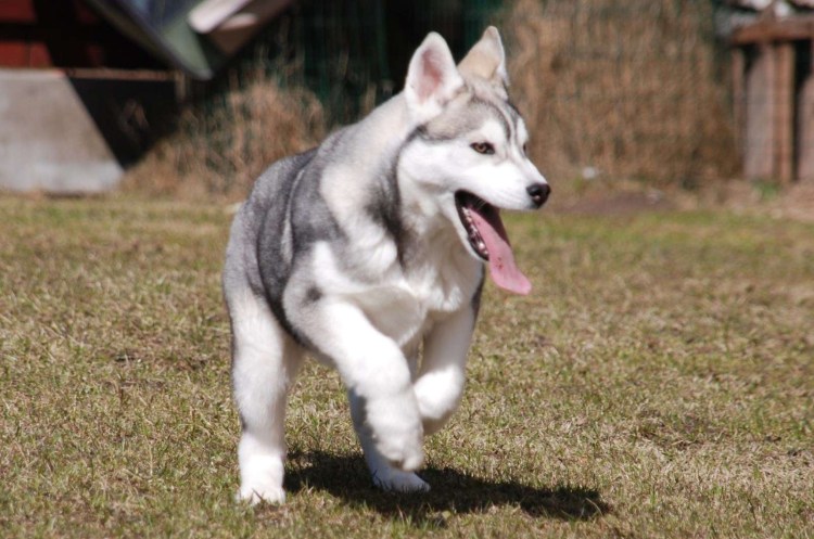 Лысый хаски