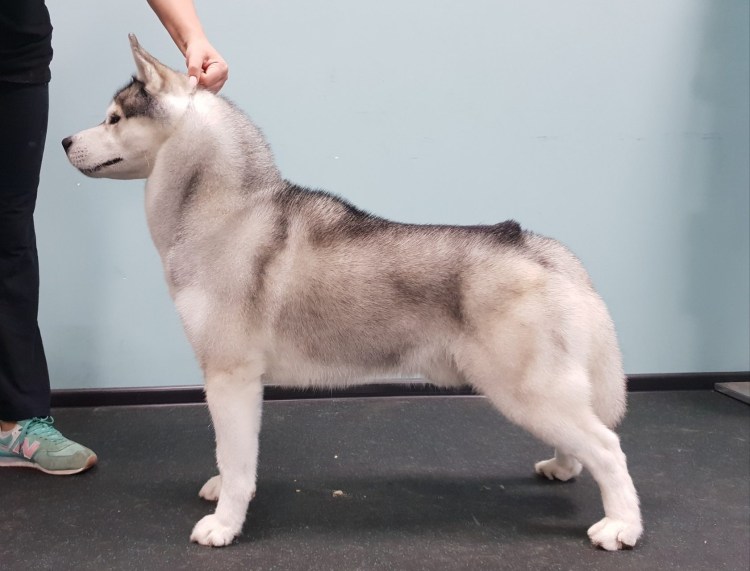 Стрижка хаски под машинку