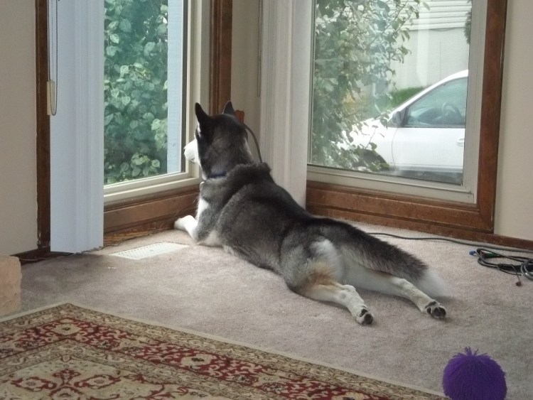 Смешные стрижки хаски