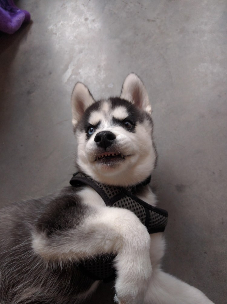 Хаски у окна в коттедже фото