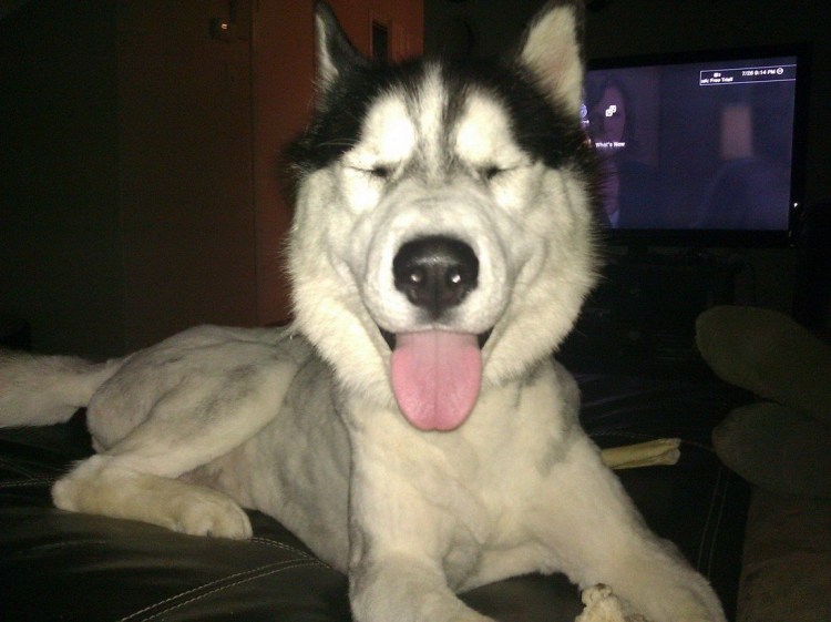 Подстриженная Сибирская хаски