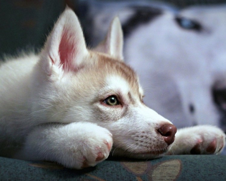 Обстриженный хаски