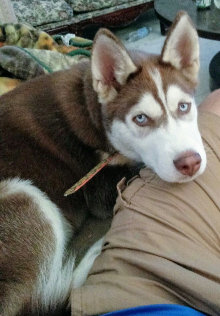 Анимация лайка