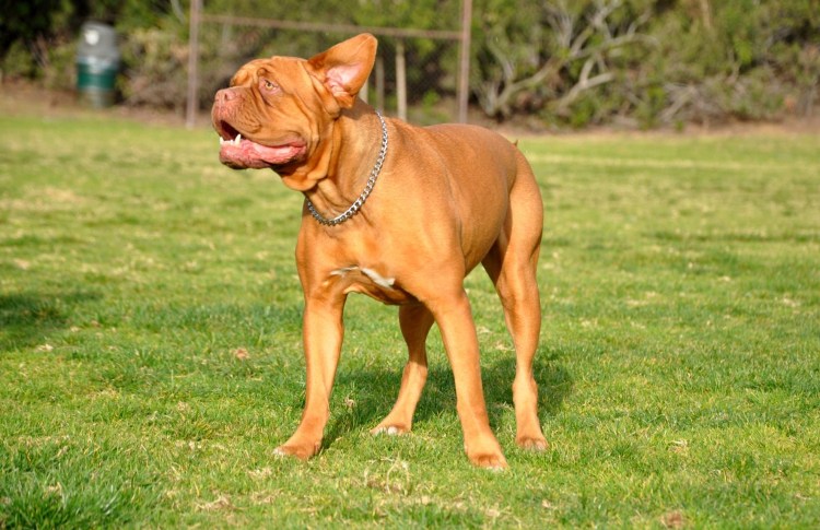 Американскийпитьультерьер