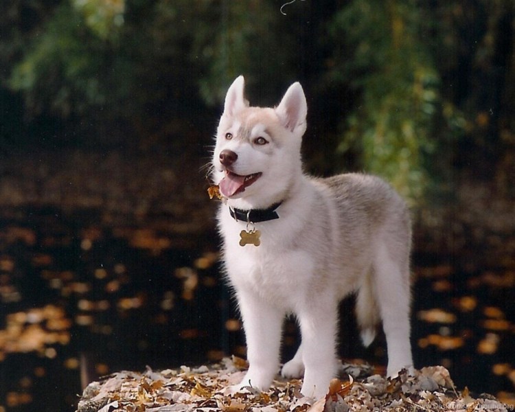 Щенок хаски лысенький