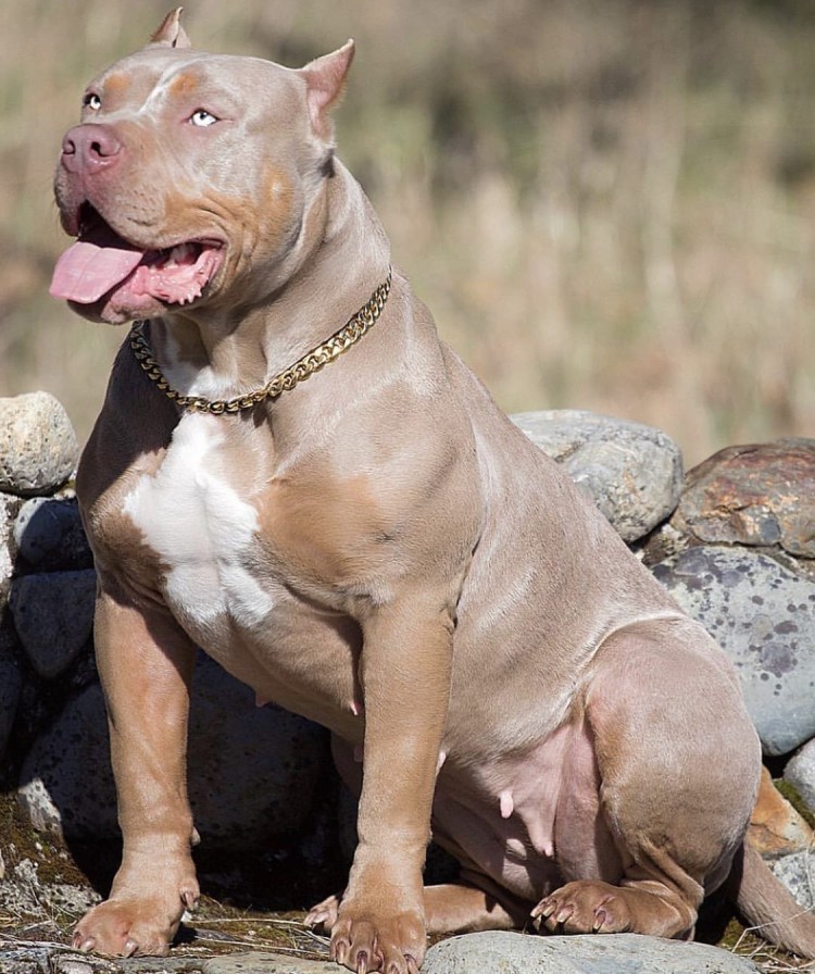 АПБТ американский питбультерьер