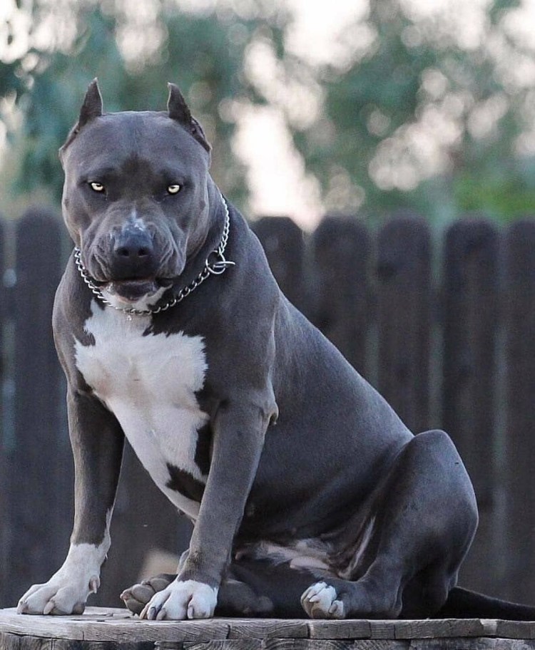 Американский питбультерьер