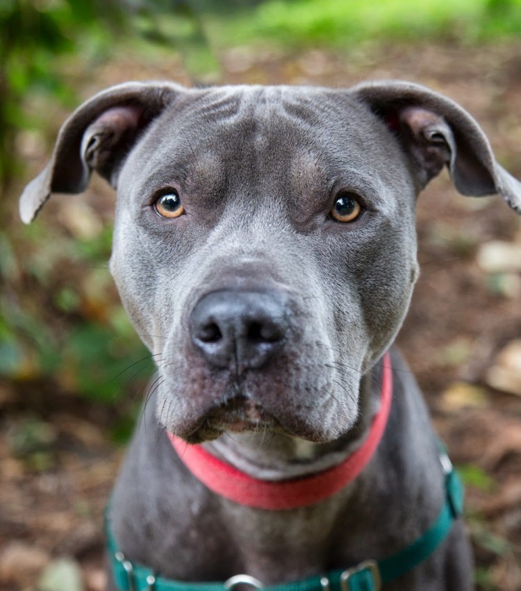 Африканский питбультерьер