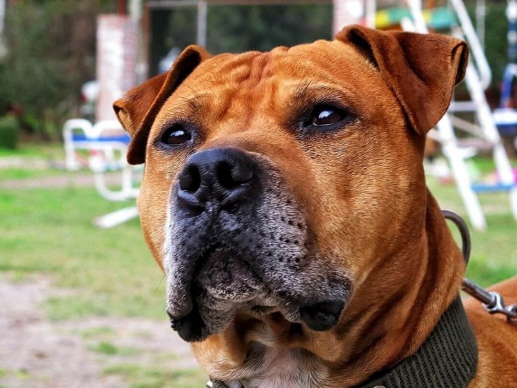 Американский стаффордширский терьер злой
