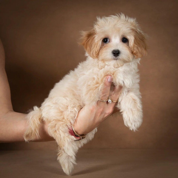 Порода мальтипу пудель