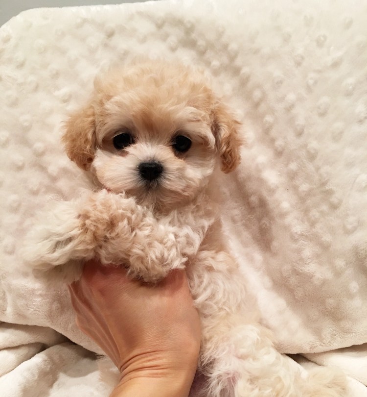 Мальтипу ф2 взрослая