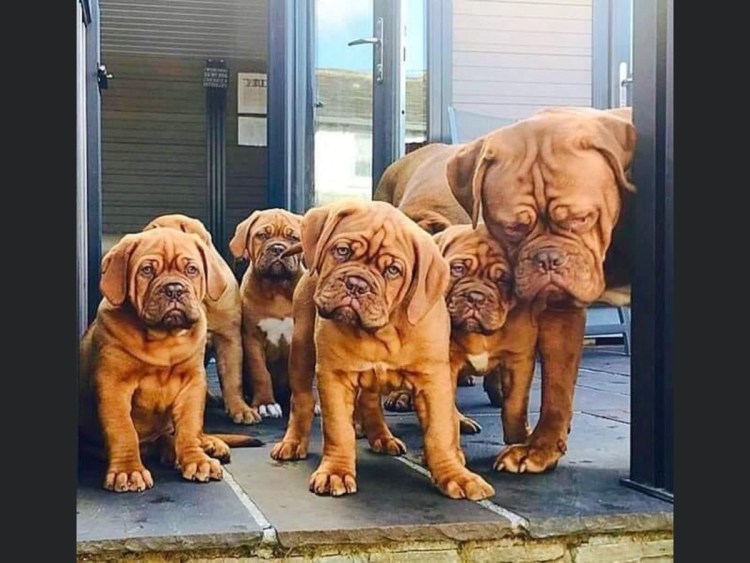 Староанглийский мастиф