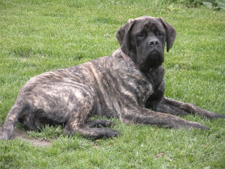 Тибетский мастиф