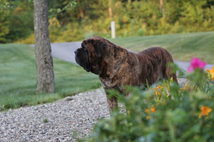 Американский мастиф