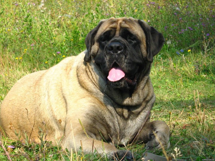 Шотландский мастиф фото