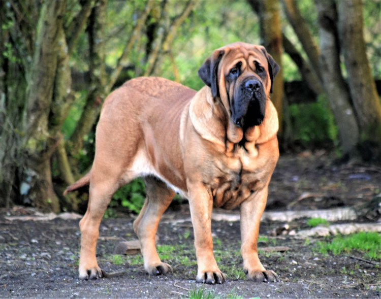 Неополетанский массив