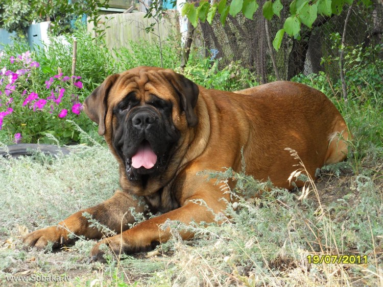 Огненный тибетский мастиф