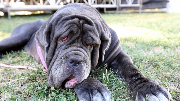 Тибетский мастиф