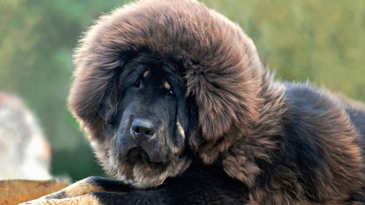 Тибетский мастиф Хонг Донг