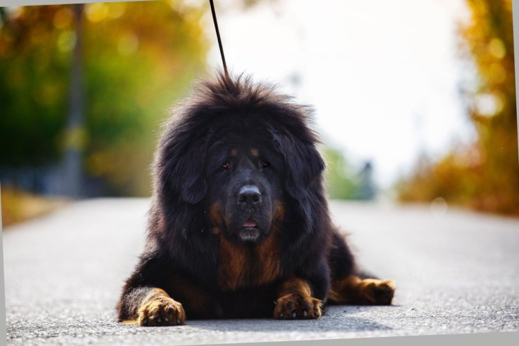 Тибетский мастиф великан