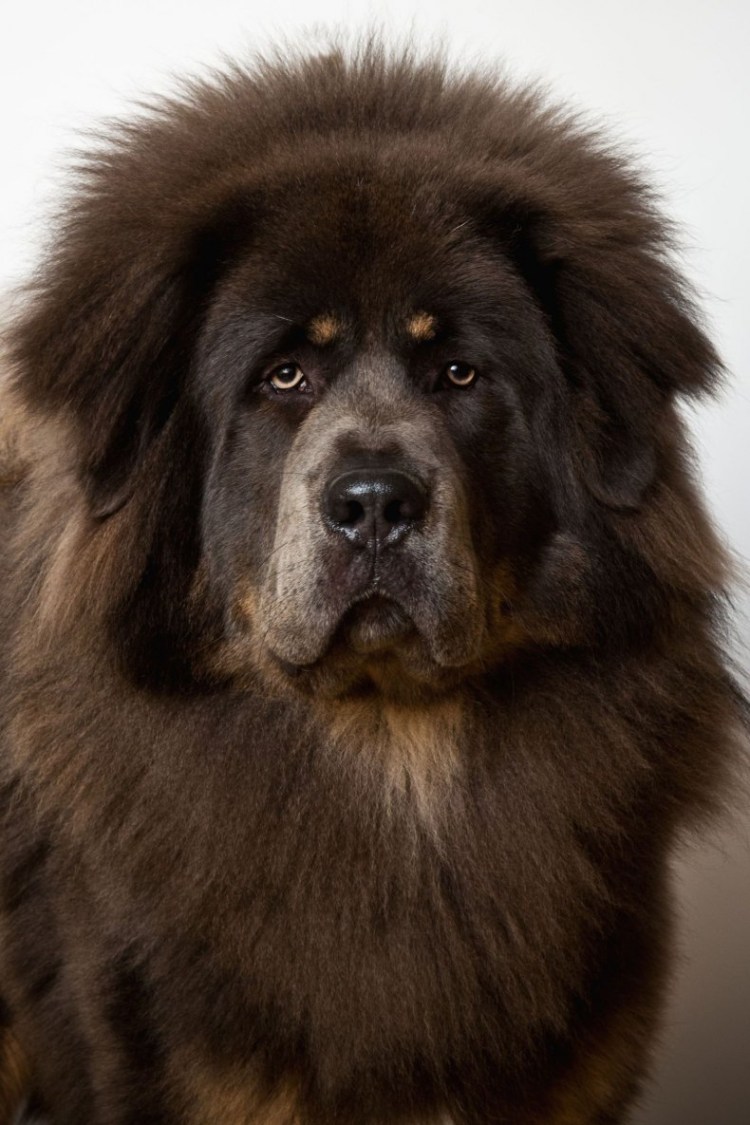 Мастино неаполитано