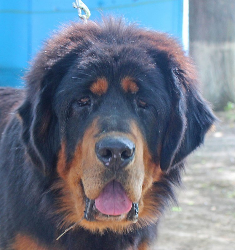 Собака тибетский мастиф