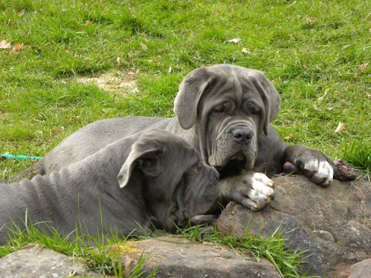 Мастино неаполитано Неаполитанский мастиф