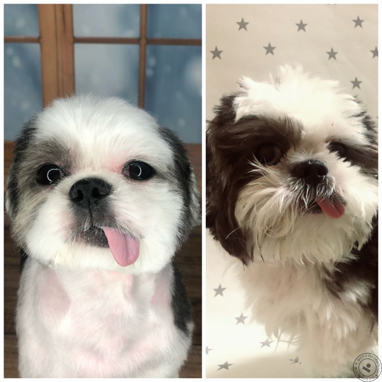 Ши тцу стрижки