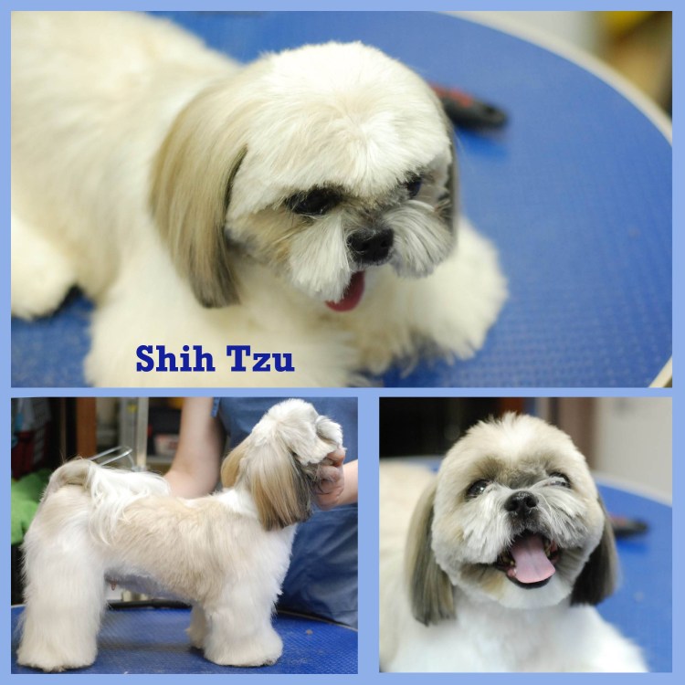 Ресницы ши тцу