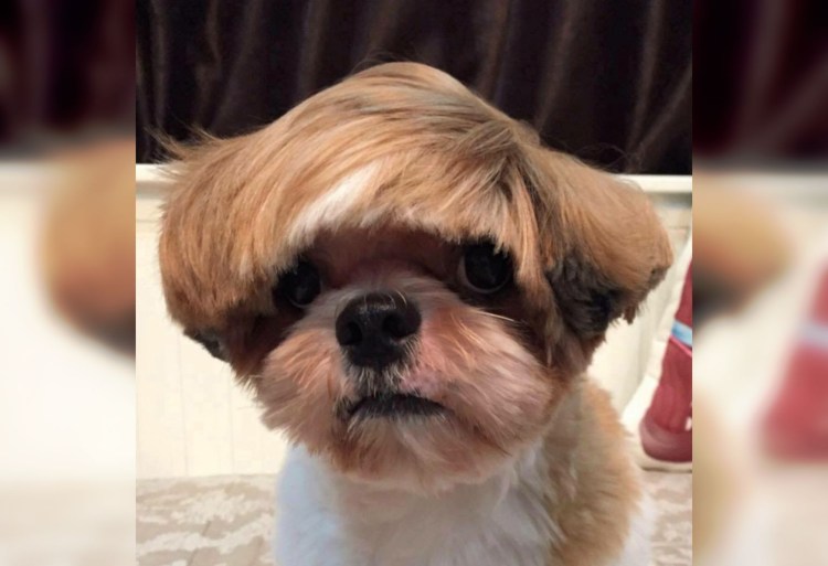 Стрижки для собак породы ши тцу