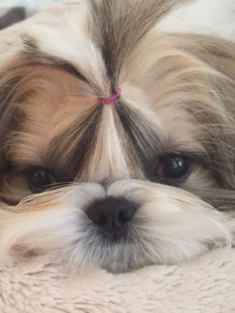 Ши тцу стрижки