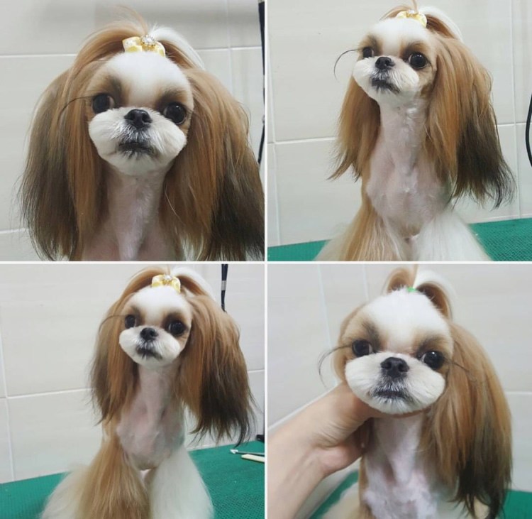 Гигиеническая стрижка ши тцу