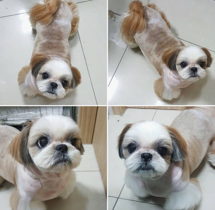 Ши-тцу собака мини