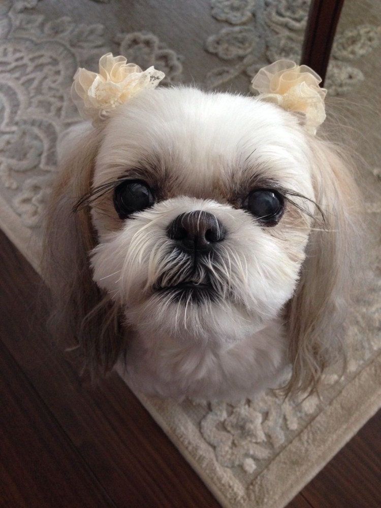Ши тцу стрижка под медвежонка