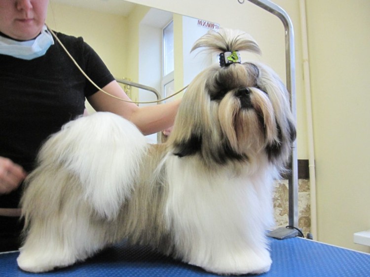 Ши тцу стрижки