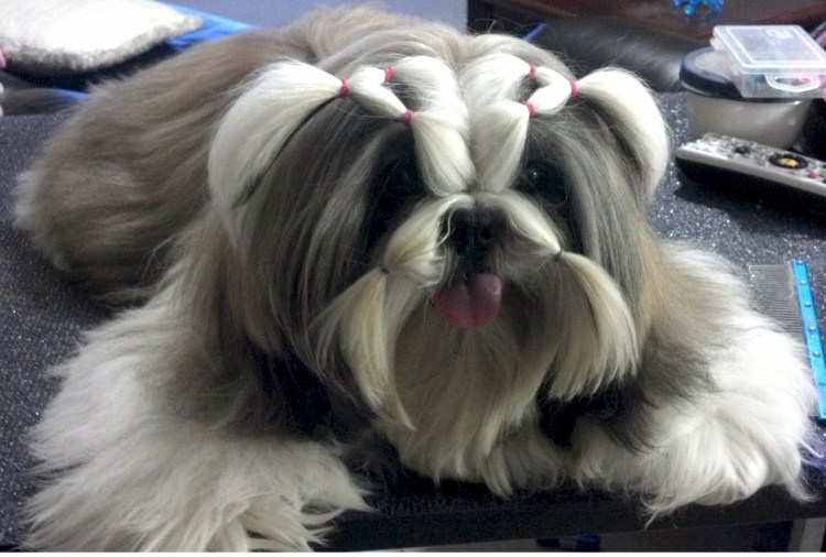 Ши тцу стрижки