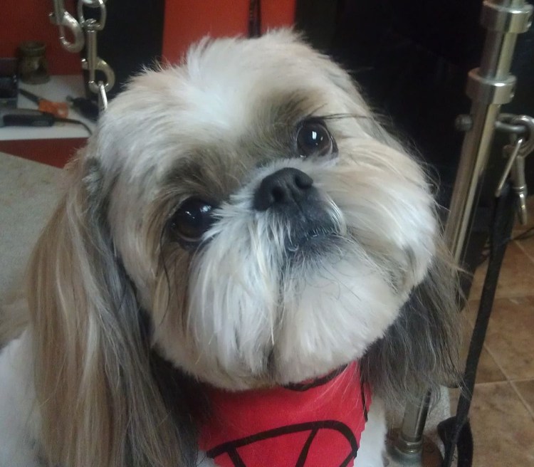 Стрижки щенков ши тцу мальчиков