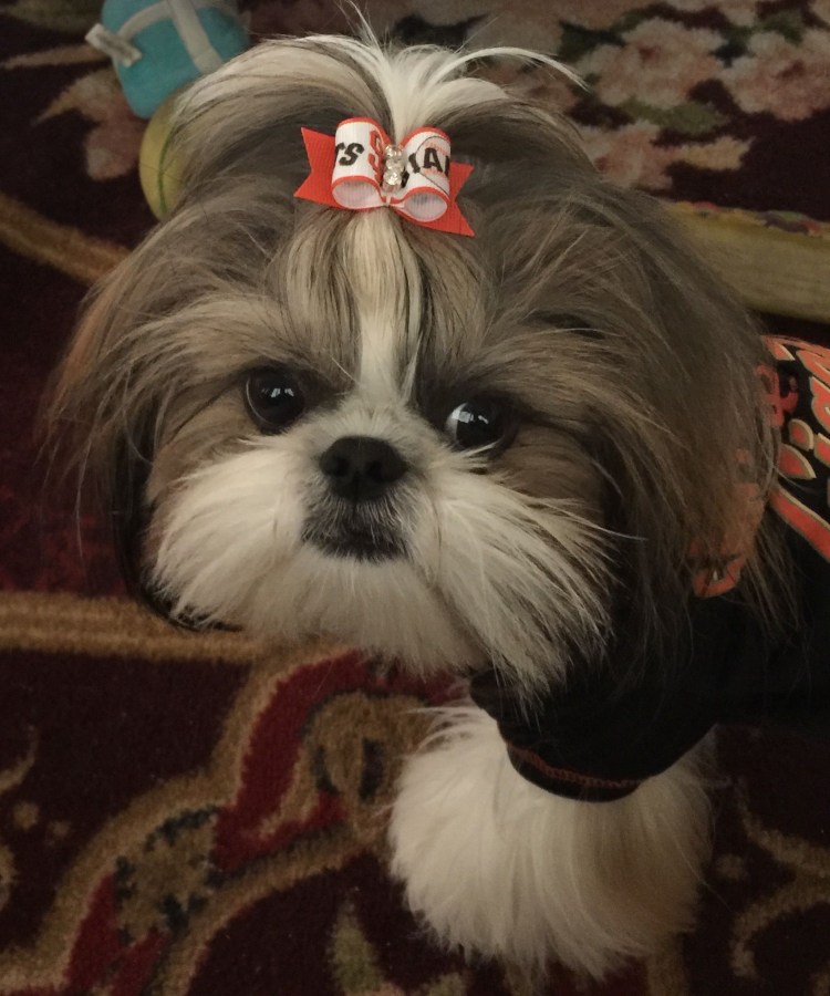 Ши тцу стрижки