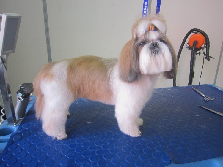 Ши тцу стрижки